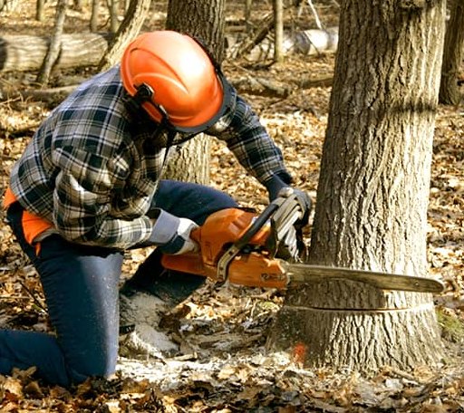 Tree Removal in Woodbury Heights, NJ